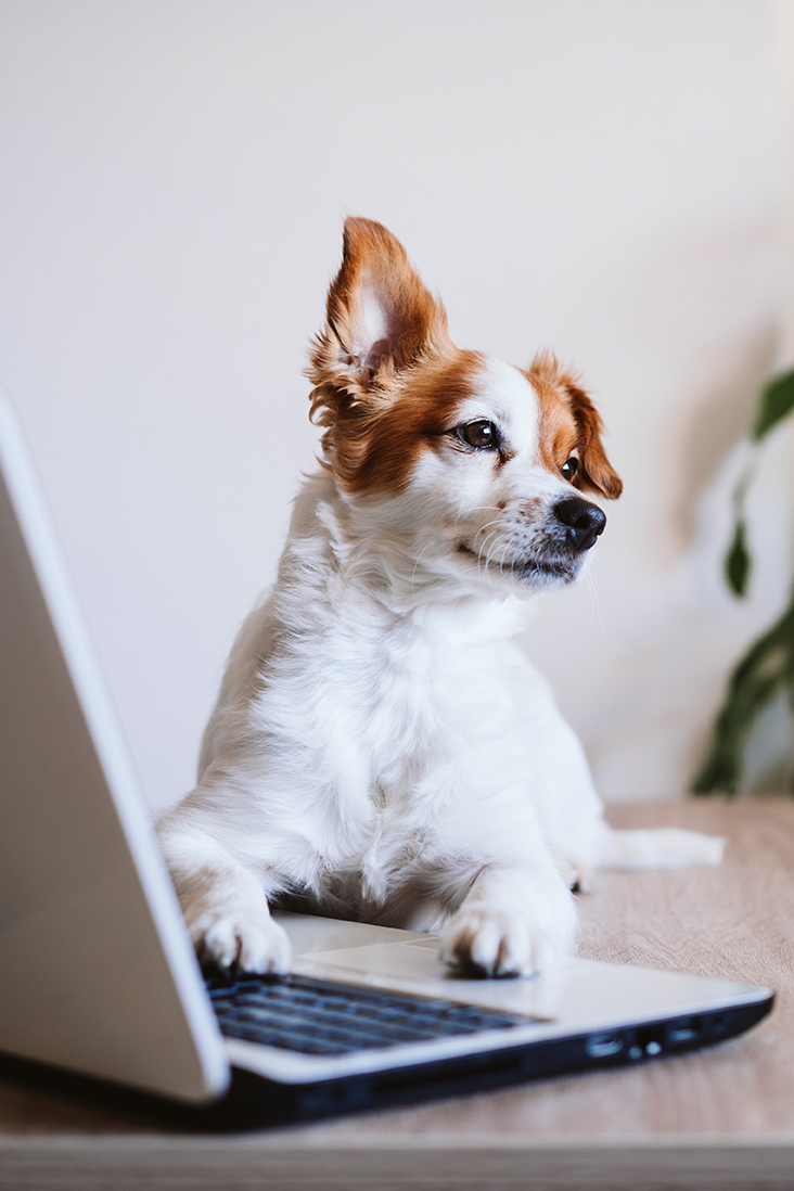 cute jack russell dog working on laptop at home. Stay home. Tech