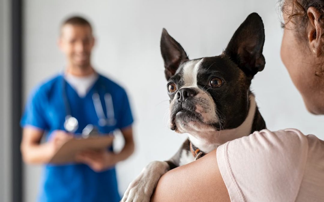 Processos que podem ajudar a organizar sua clínica veterinária!