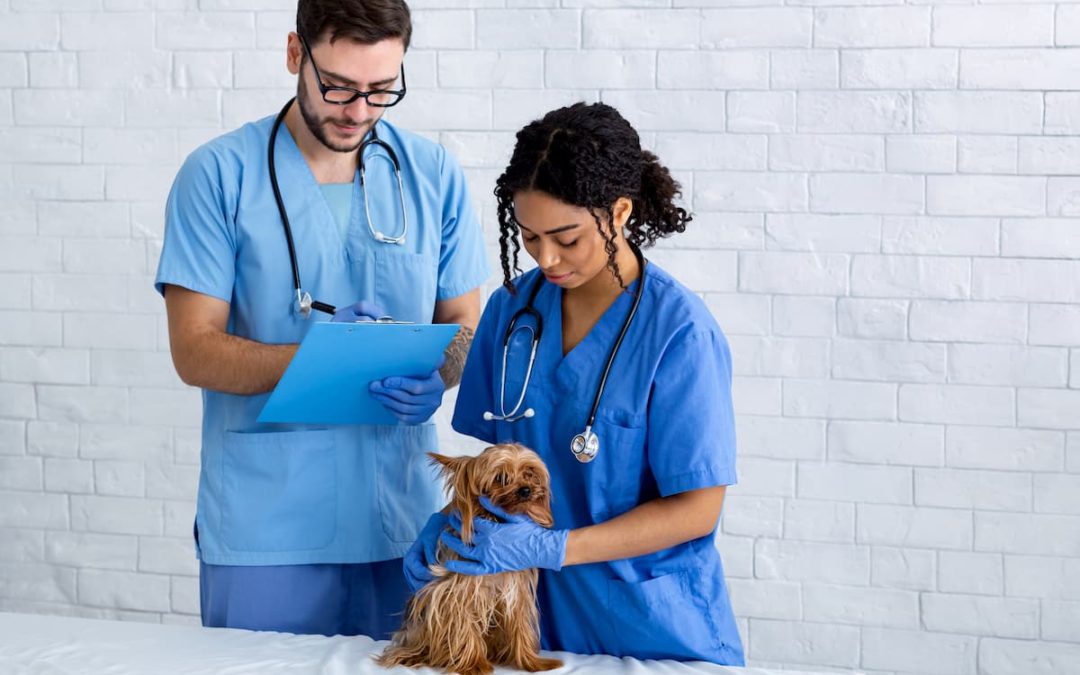 Como organizar a rotina da sua clínica veterinária