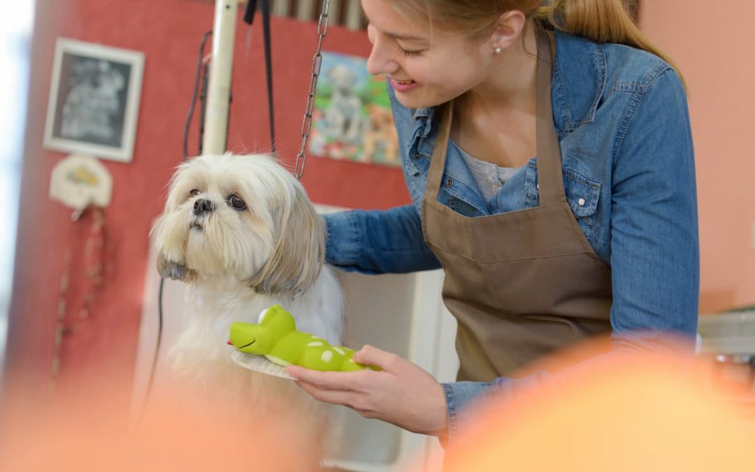 Check-list completo de banho e tosa para Pet Shop