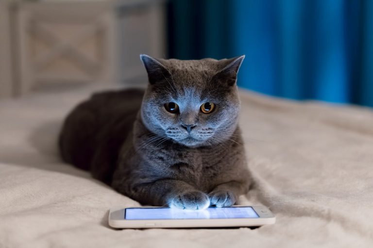 Como crescer seu pet shop e clínica no Instagram