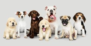 Como fidelizar clientes na sua clínica e pet shop