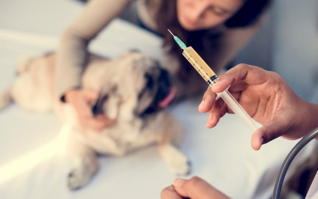 Consultas e vacinas: como oferecer e controlar seu Pet Shop