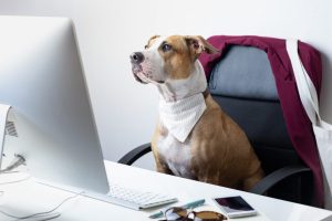 Dicas de como usar ferramentas de gestão no ramo pet