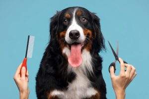 Gestão de banho e tosa como fazer em seu Pet Shop