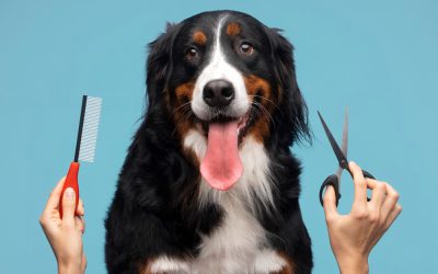 Gestão de banho e tosa: como fazer em seu Pet Shop