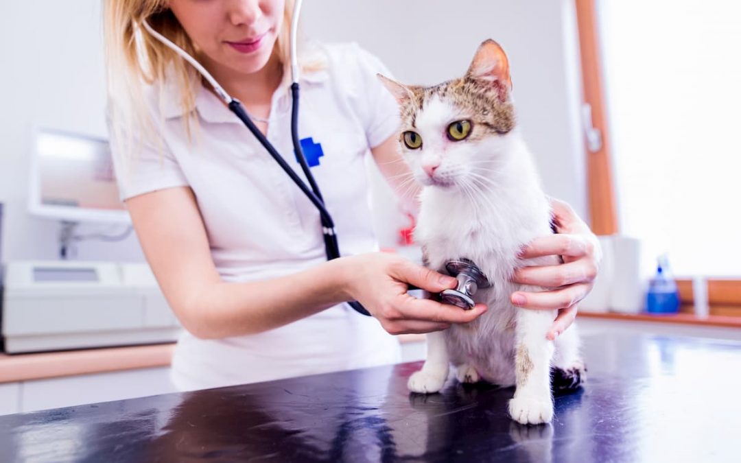 Como a tecnologia pode ajudar na gestão de sua clínica veterinária