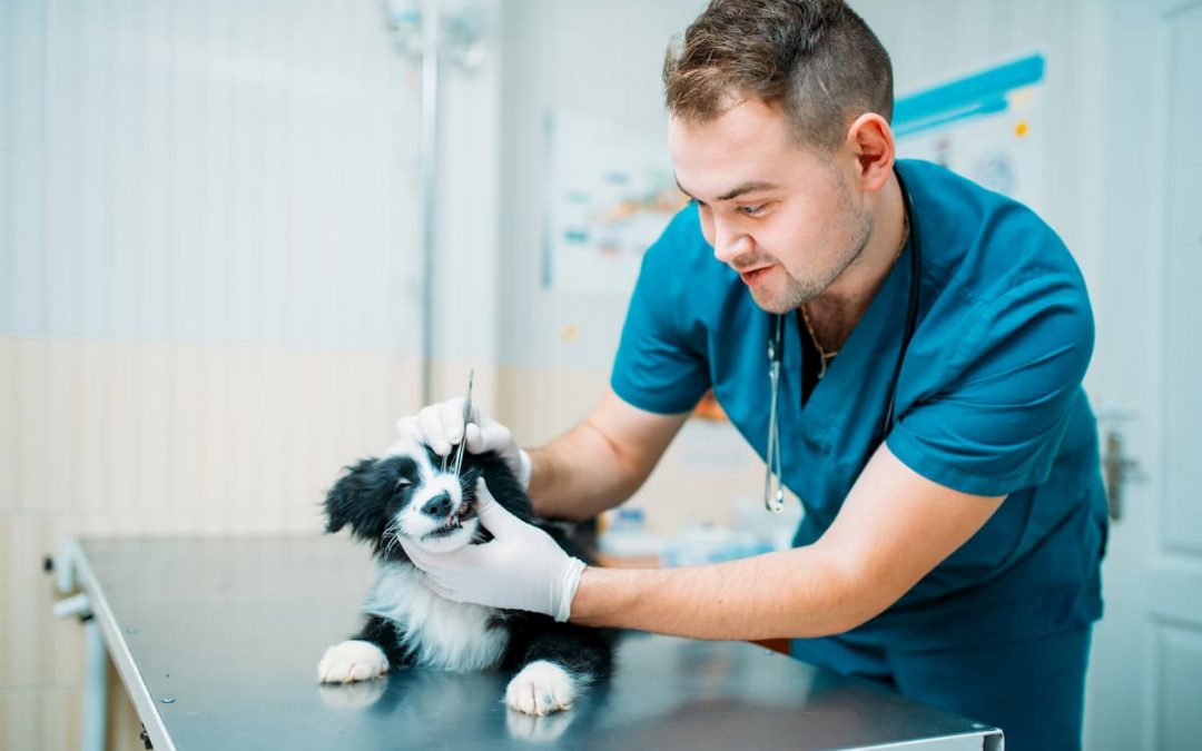 Dicas para quem esta abrindo uma clínica veterinária