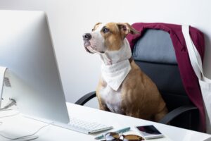 cute-dog-sits-office-chair-modern-working-place-going-work-with-pets-concept-staffordshire-terrier-puppy-front-desktop-computer-scaled-1