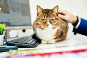 funny-cat-with-office-business-scene-1-scaled-1
