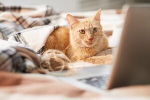 ginger-cat-using-laptop-scaled-1