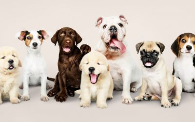 Fidelização de clientes para Pet Shop: Veja como fazer
