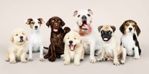 group-portrait-adorable-puppies-scaled-1