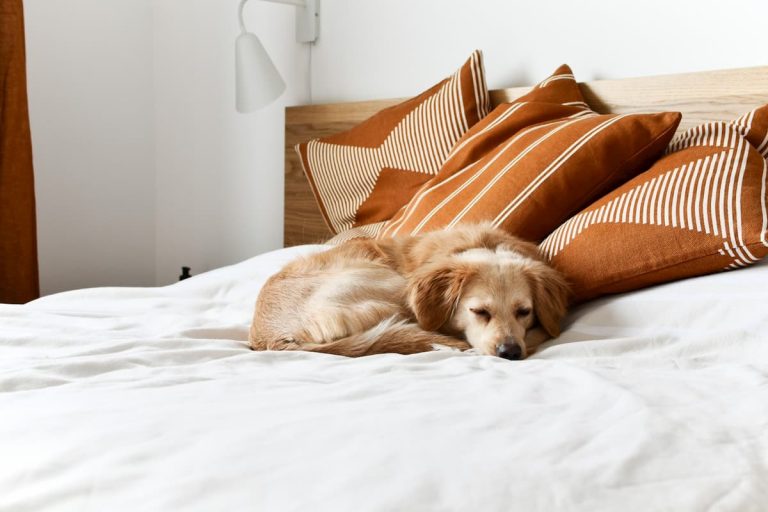 Descubra-Agora-Como-montar-um-hotel-para-Pets