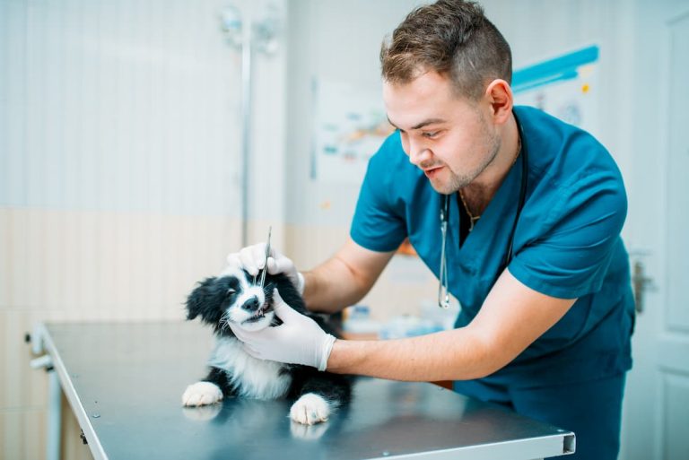 clinica-veterinaria