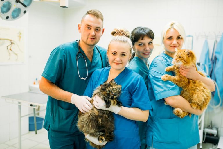 clinica-veterinaria-como-montar